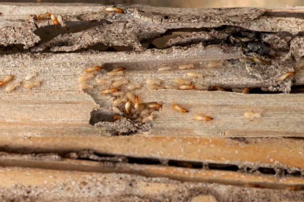 Best Commercial Pest Control Services  in Brookville, IN